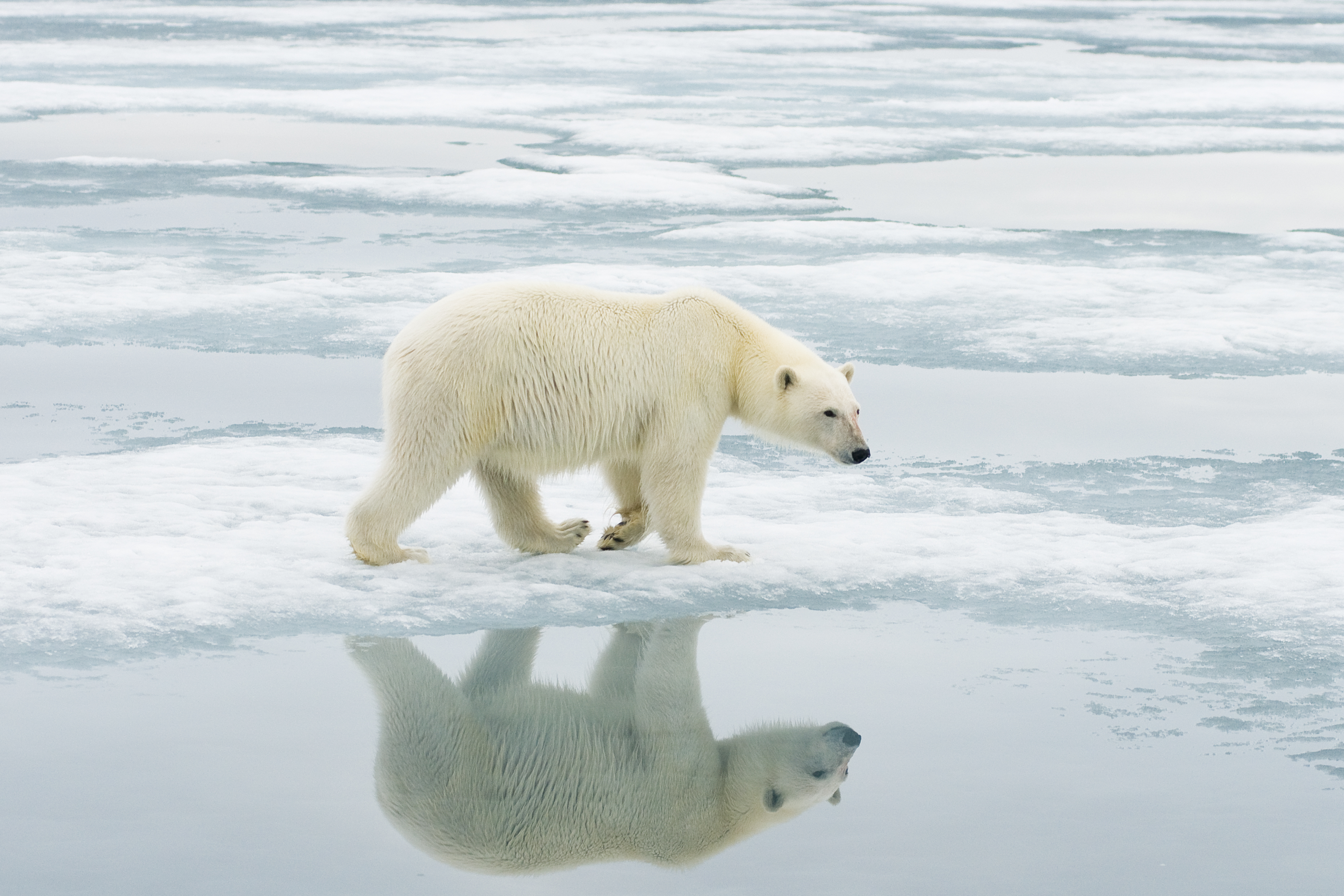 Resultado de imagen de oso polar